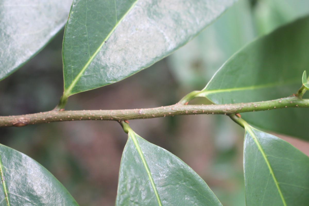 Annona muricata L.